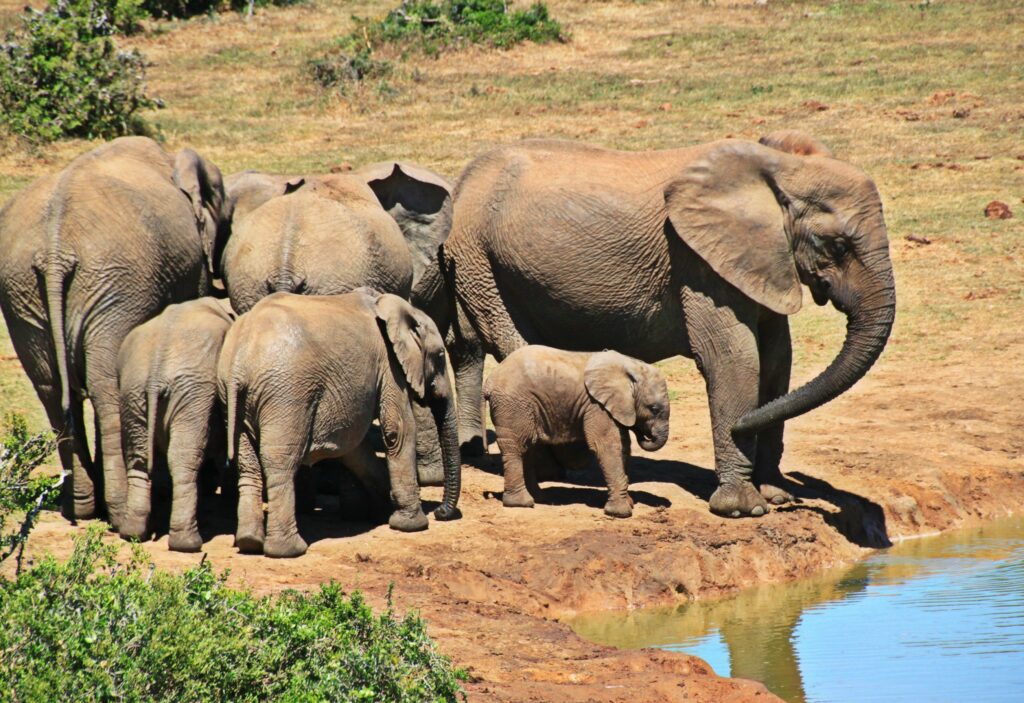 Kruger Luxury Safari