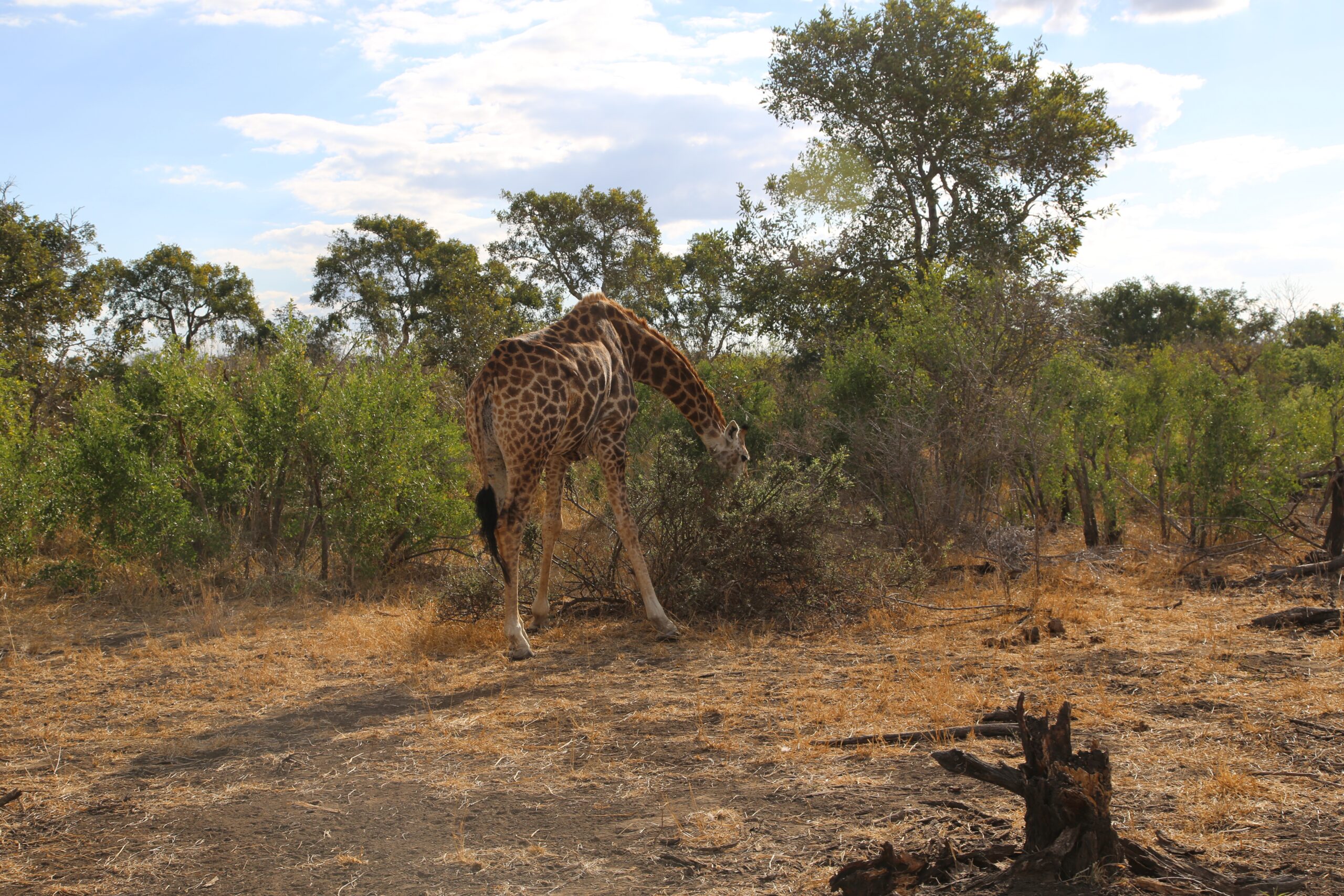 Kruger safari package